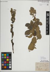 Foto von Salix myrsinifolia Salisb.